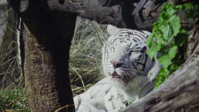 白虎与豹子4K视频素材