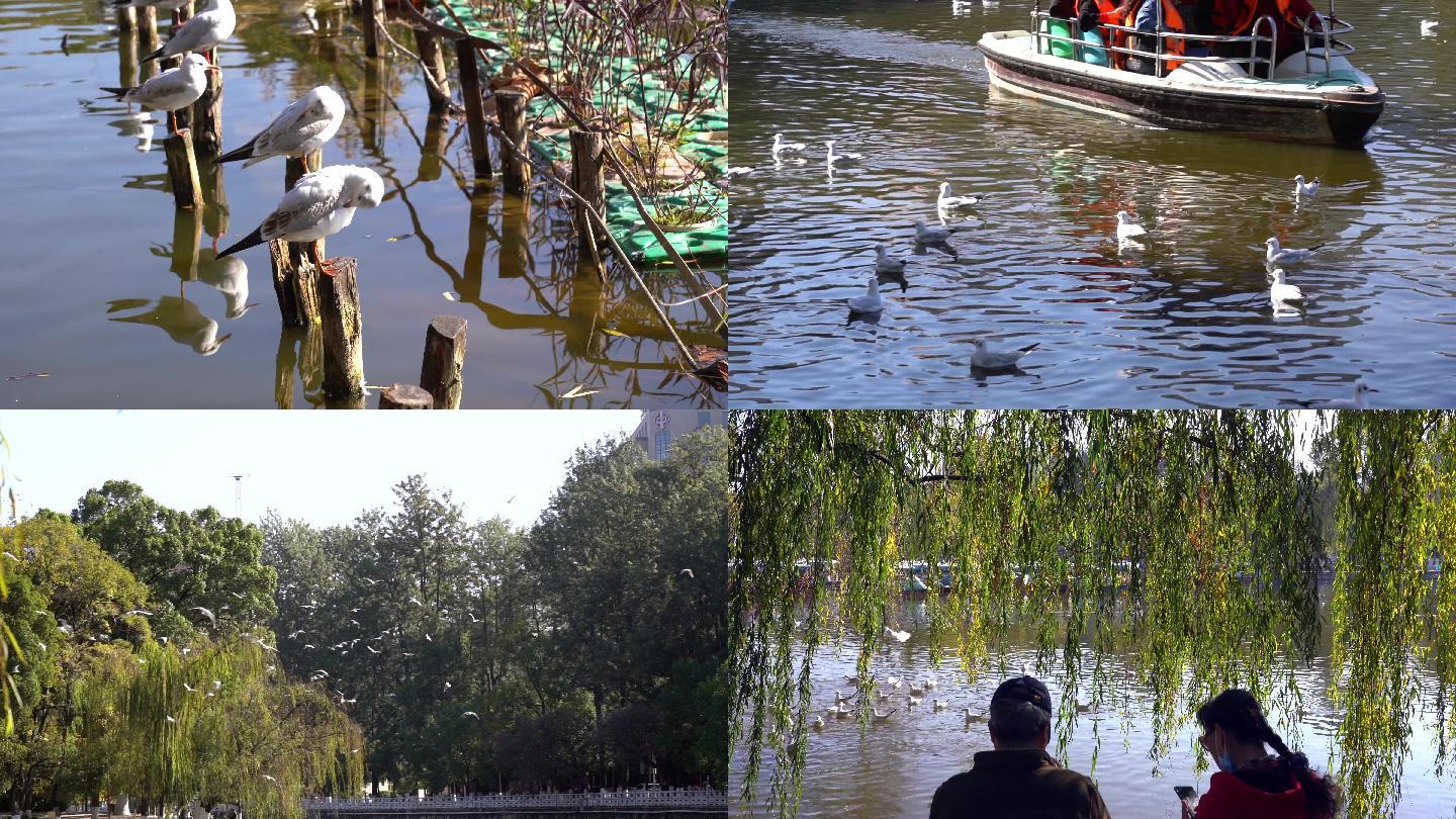 昆明翠湖公园--人与海鸥