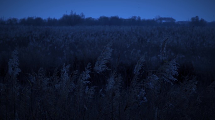 4K月夜下的芦苇飘摇03