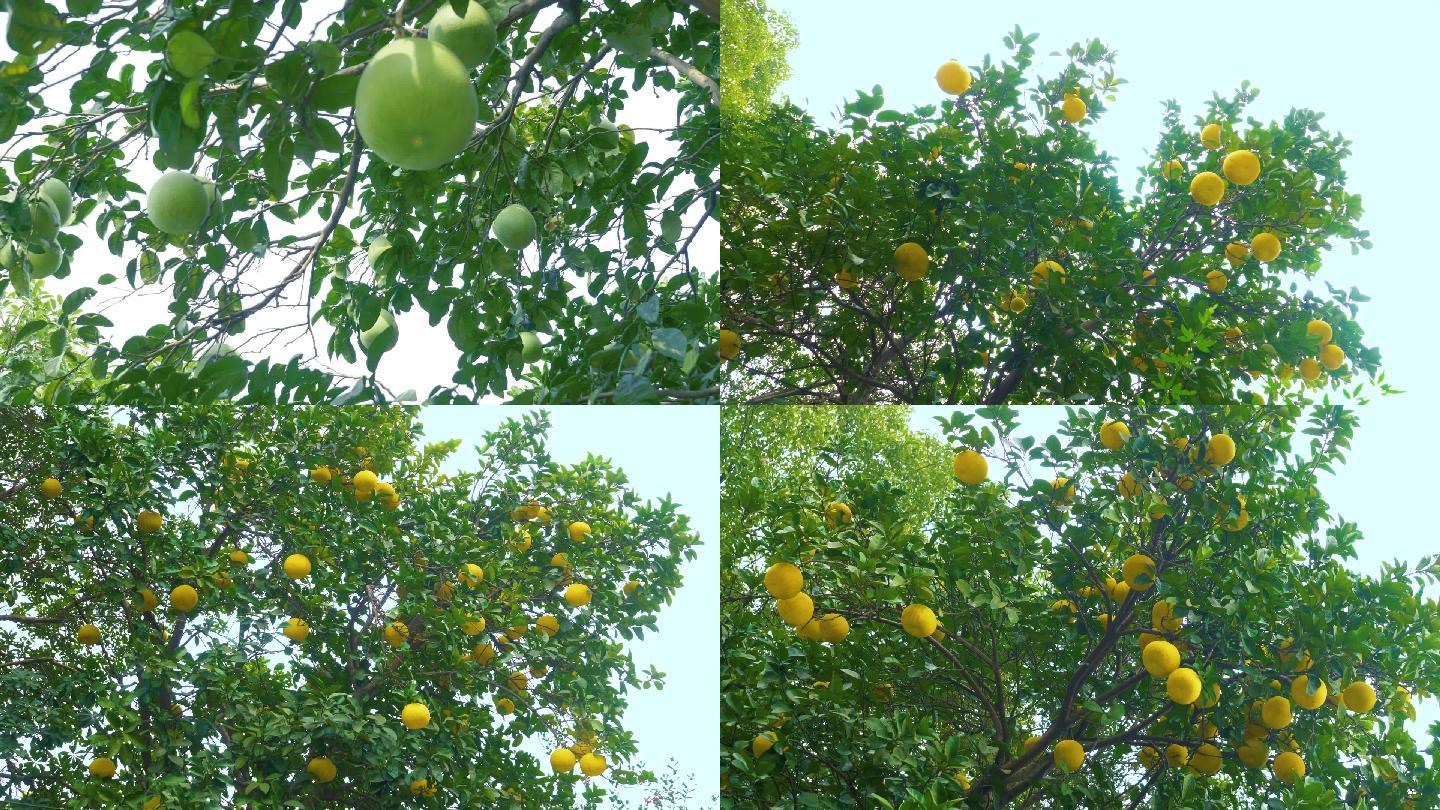 【原创】树上的柚子视频素材