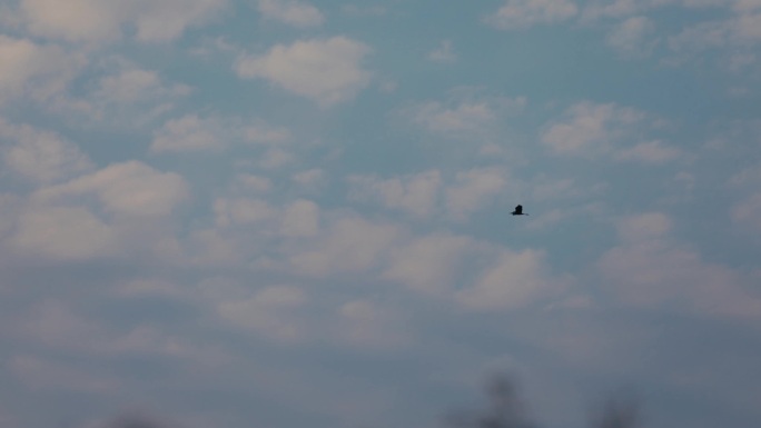 傍晚空中孤单飞翔的鸟01