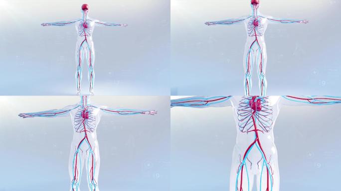 人体三维经脉血管演示