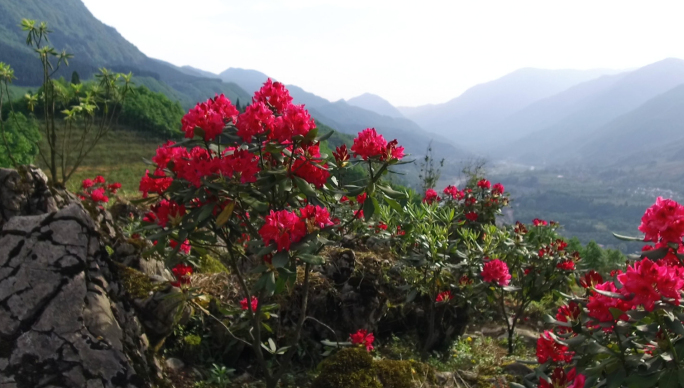 云南高山杜鹃花