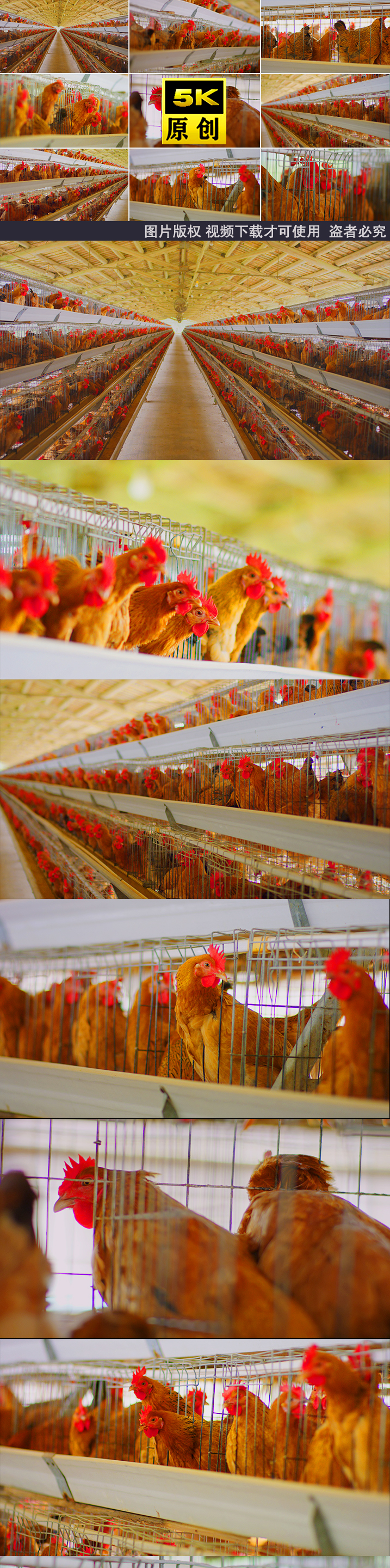 鸡养鸡鸡养殖养鸡厂农业文昌鸡鸡肉鸡养鸡场