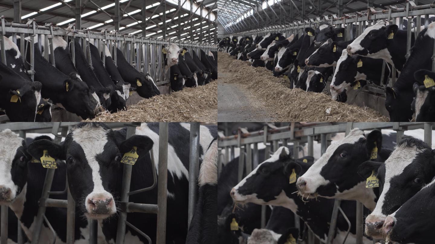 4k奶牛养殖基地农场原声素材-01_3840X2160_高清视频素材下载(编号:5273168)_实拍视频
