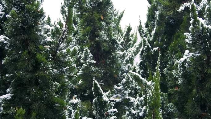 雪中的松树高清视频