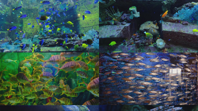 4K海洋馆水族馆海底世界热带海鱼鱼群水母