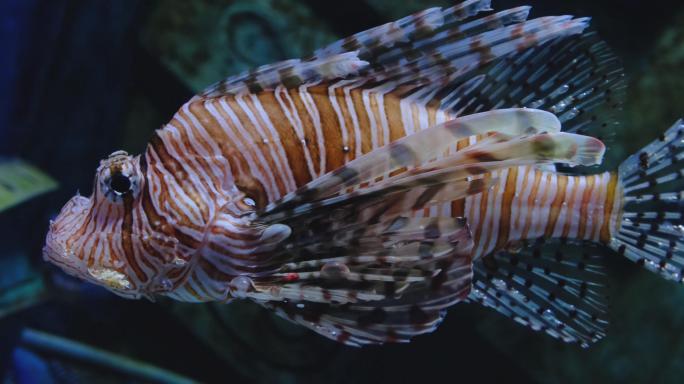 4K海洋馆水族馆海底世界热带海鱼鱼群水母