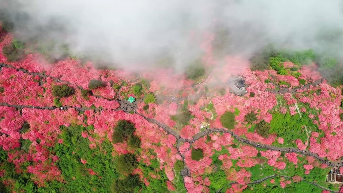 【原创4K】杜鹃花映山红井冈山航拍