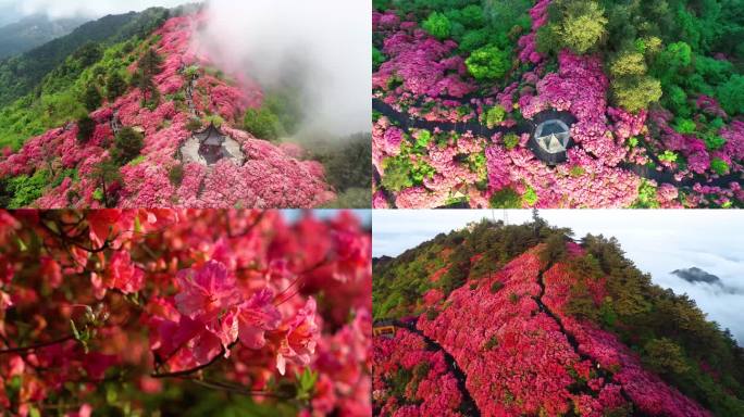 【原创4K】杜鹃花映山红航拍