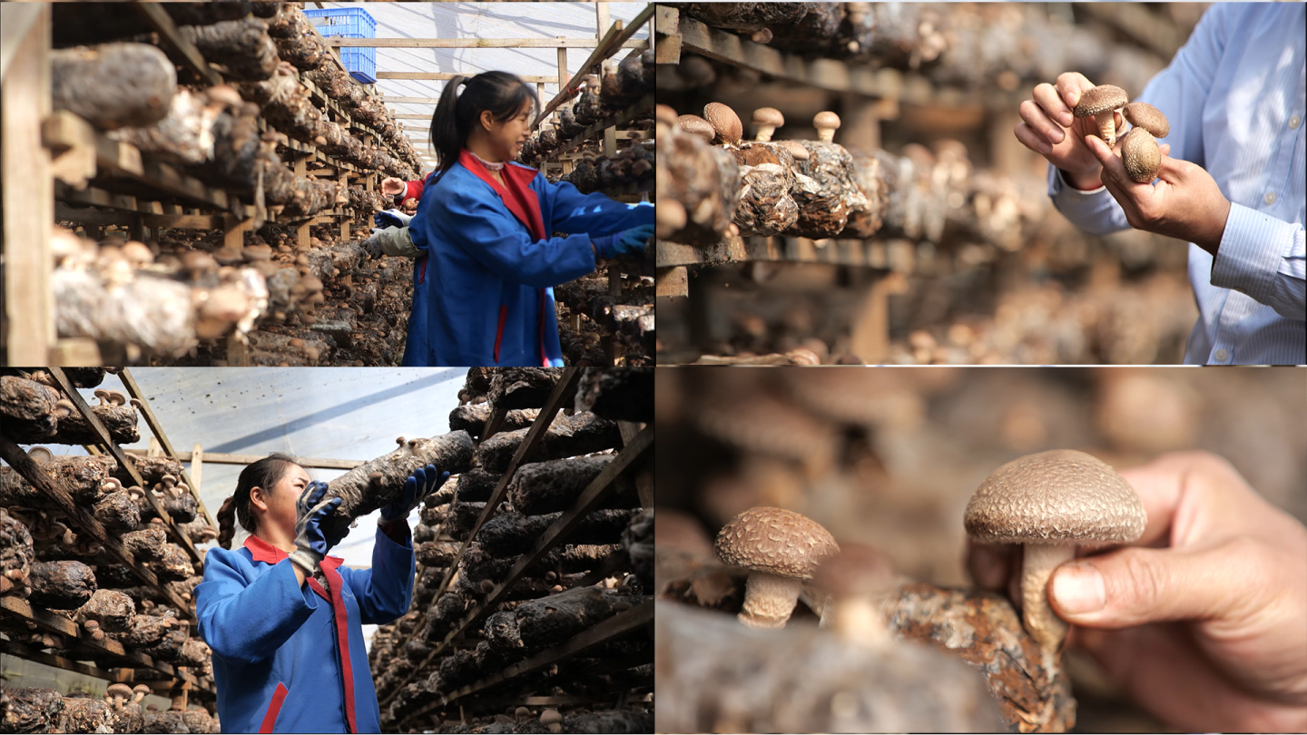千年菇乡丨一起来探访香菇栽培发源地龙南乡之香菇文化吧！