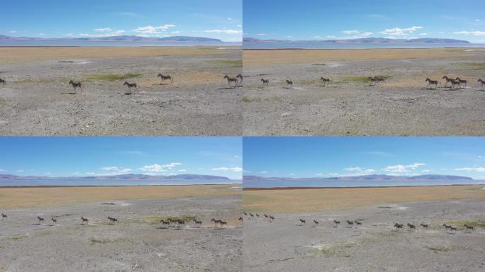 4K西藏阿里野驴群奔跑航拍
