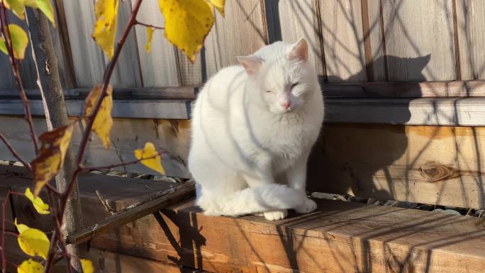 鸳鸯眼白猫花园午后的小白猫高清晰