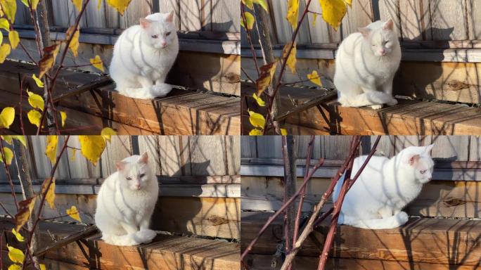 鸳鸯眼白猫花园午后的小白猫高清晰