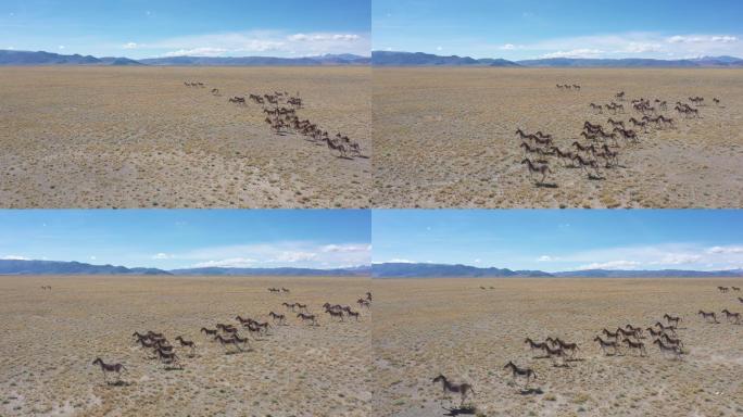 4K西藏阿里野驴群奔跑航拍