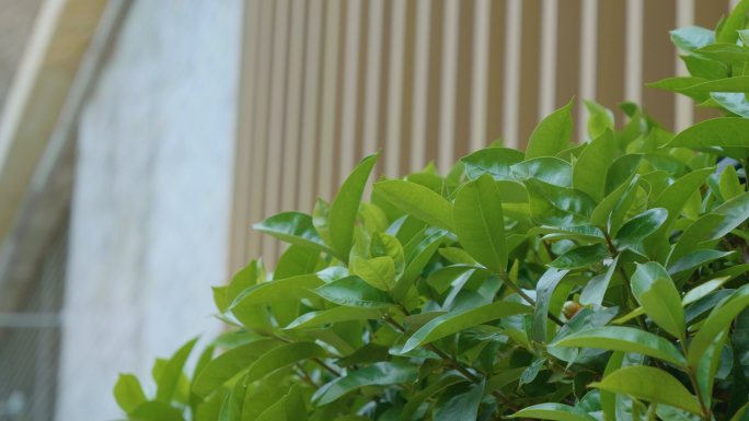 【原创】绿植和花朵映衬下的建筑