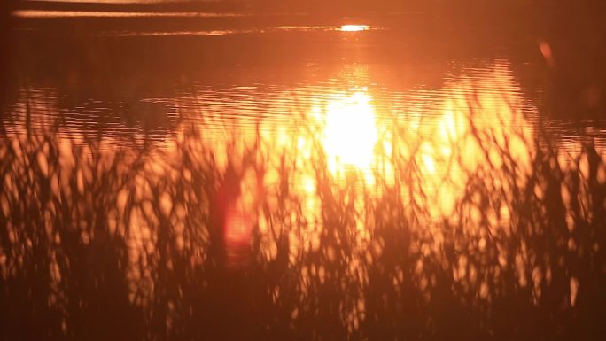 实拍唯美意境黄昏夕阳金色水面
