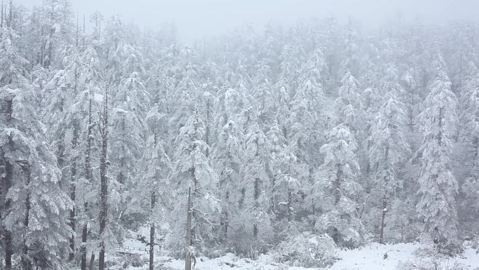 银装素裹的雪松