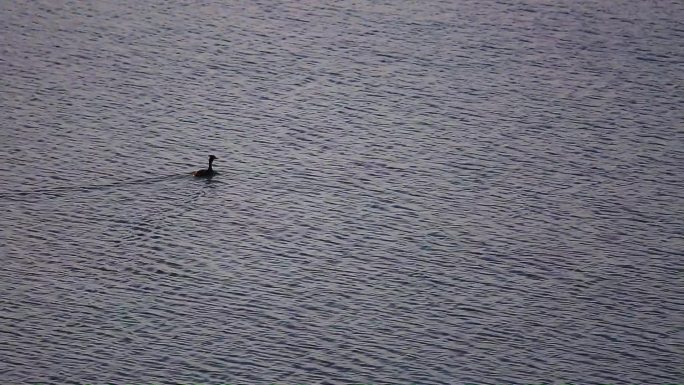 孤独的水鸟