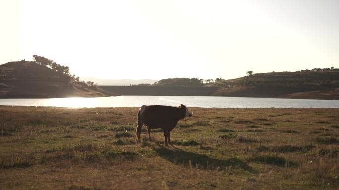 自然风光素材湖边的牛