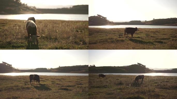 自然风光素材湖边的牛