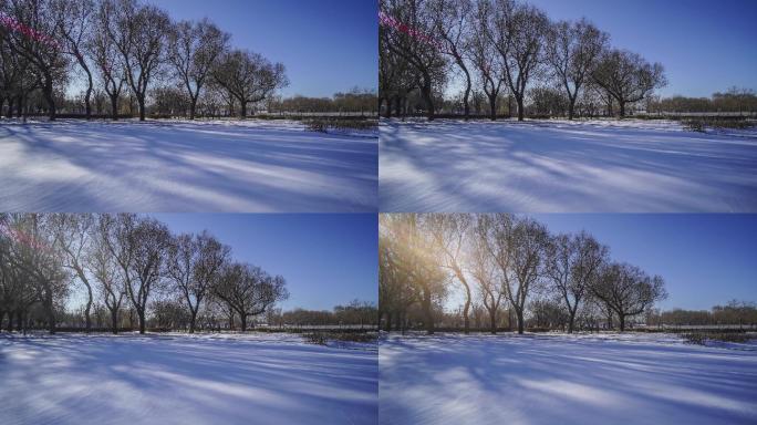 4K冬季雪地阳光树木光影延时