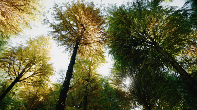 【4K】水杉素材，水杉风光，水杉种植
