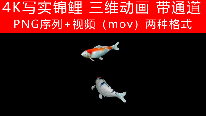 4K鱼游动三维动画（带通道）