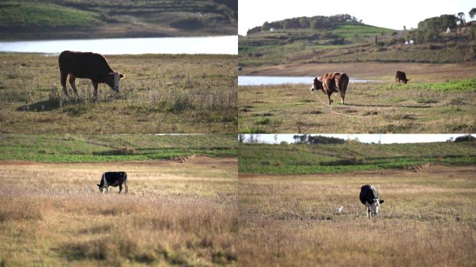 自然风光素材湖边吃草的牛