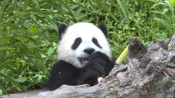 憨态可掬国宝小熊猫、大熊猫进食吃竹子过程