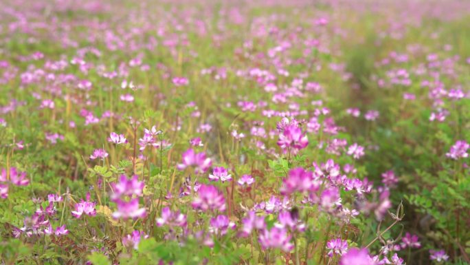 紫草环保绿肥有机肥料