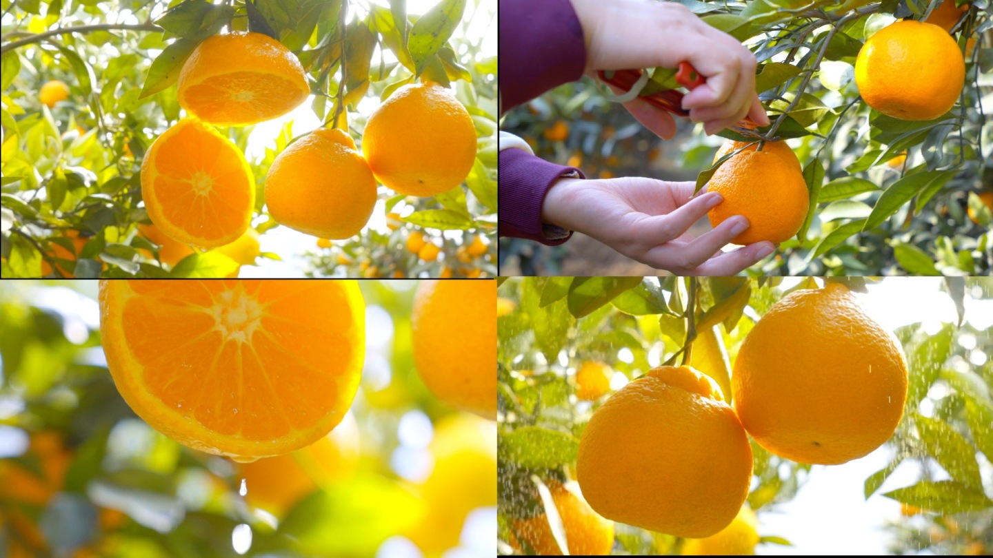 4K果园采摘-水果-橘子-桔子-丰收