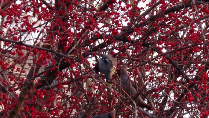 腊月忍冬树上一群太平鸟闹新年4k