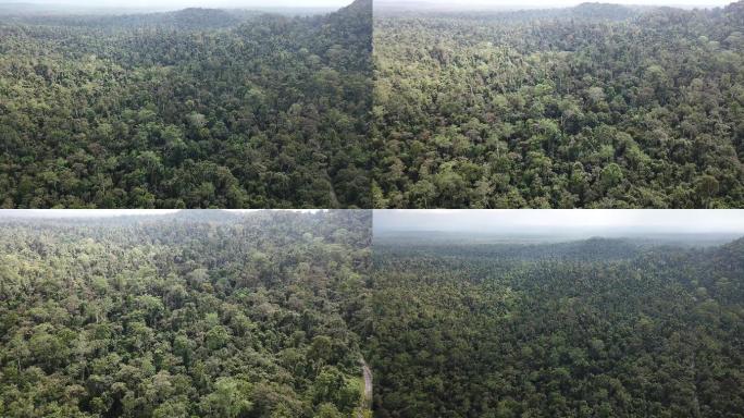 原始森林4K航拍展示