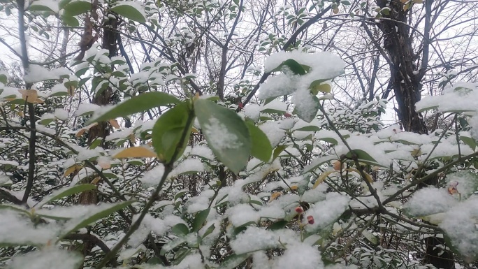 南郭寺冬季雪景