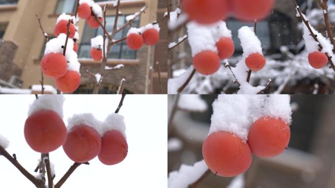 冬季树 柿子树 果树上的积雪