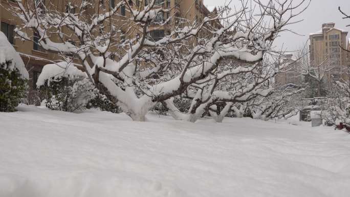 树挂树枝杈上的积雪