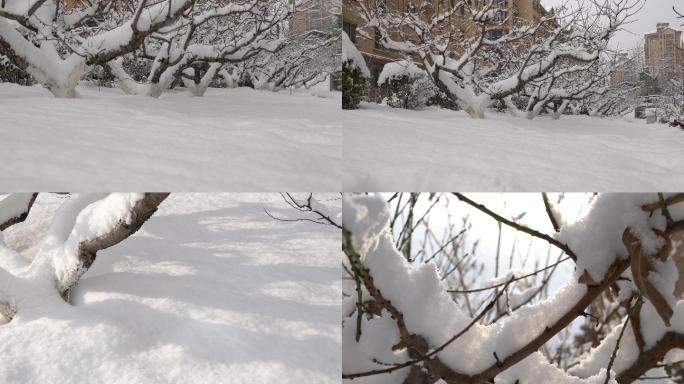 树挂树枝杈上的积雪