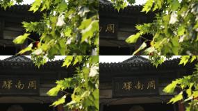 高清实拍洛阳周南驿驿站博物馆视频素材