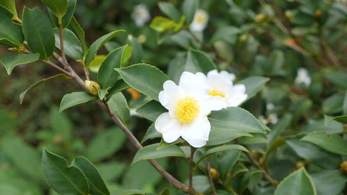 茶树茶花果实实拍