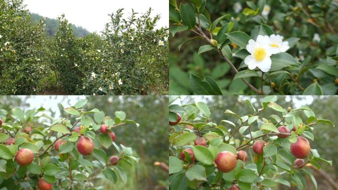 茶树茶花果实实拍