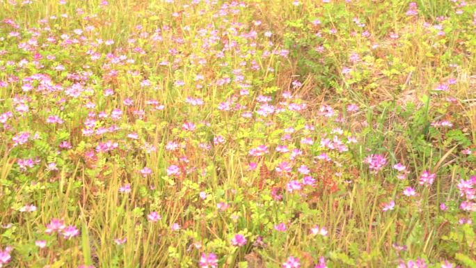 紫草环保绿肥有机肥料