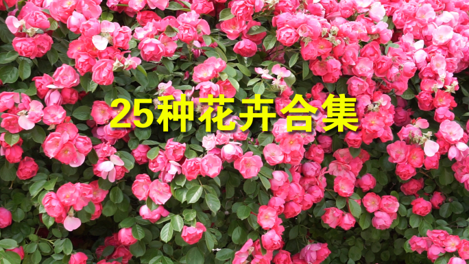 25种花卉空镜合集