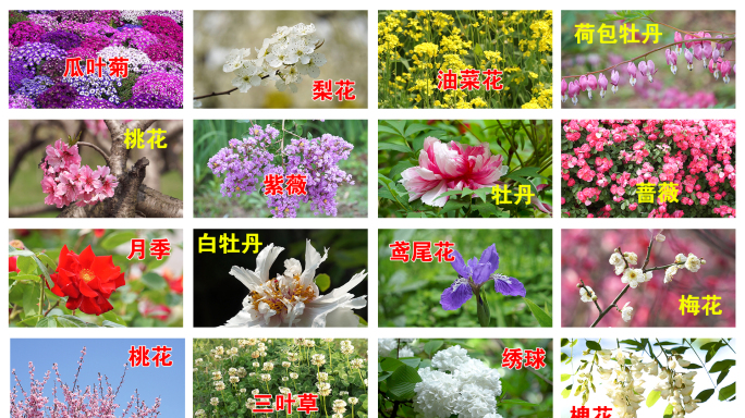 25种花卉空镜合集