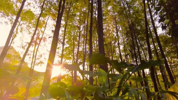 红豆杉树林唯美阳光逆光视频