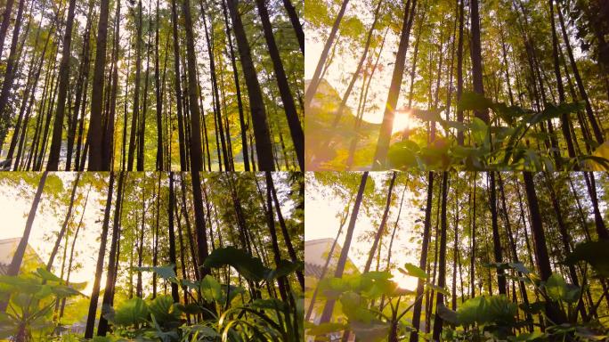 红豆杉树林唯美阳光逆光视频