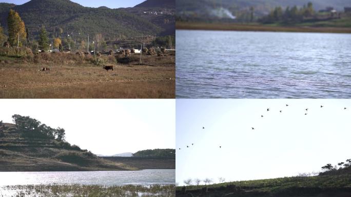 旅游宣传片素材自然风光素材湖面的水鸟