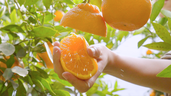 4K橘子果汁-果园采摘-生态农业