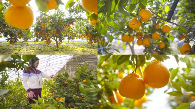 4K橘子果汁-果园采摘-生态农业
