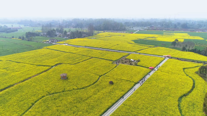 四川天府之国崇州都江堰油菜花4K航拍